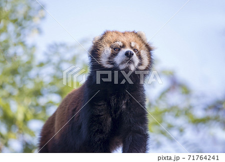 レッサーパンダ 小熊猫 かわいい動物 動物園の人気者の写真素材