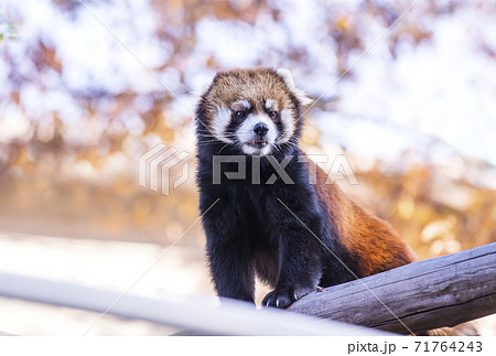 レッサーパンダ 小熊猫 かわいい動物 動物園の人気者の写真素材