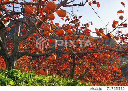 柿の木の紅葉　紀の川フルーツライン　和歌山県伊都郡かつらぎ町 71765552