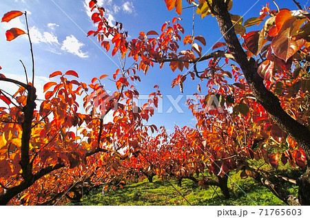 柿の木の紅葉 紀の川フルーツライン 和歌山県伊都郡かつらぎ町 柿の木の紅葉 紀の川フルーツライン 和歌山県伊都郡かつらぎ町 71765603
