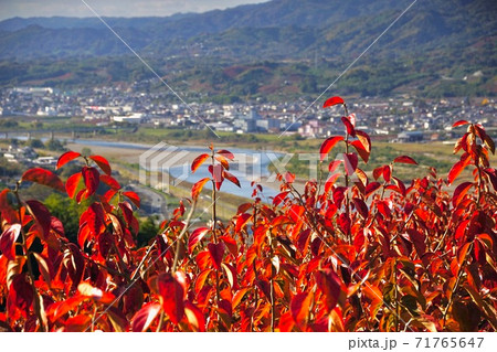 柿の木の紅葉 紀の川フルーツライン 和歌山県伊都郡かつらぎ町 柿の木の紅葉 紀の川フルーツライン 和歌山県伊都郡かつらぎ町 71765647