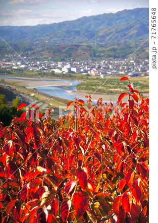 柿の木の紅葉 紀の川フルーツライン 和歌山県伊都郡かつらぎ町 柿の木の紅葉 紀の川フルーツライン 和歌山県伊都郡かつらぎ町 71765648