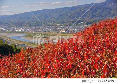 柿の木の紅葉　紀の川フルーツライン　和歌山県伊都郡かつらぎ町 71765649