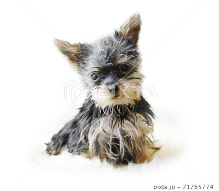 ヨークシャテリアの子犬の写真素材