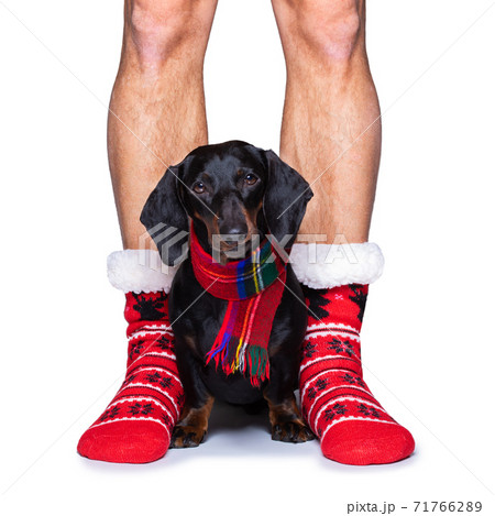christmas santa claus dog christmas santa claus dog 71766289