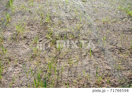 IPOH, MALAYSIA - MARCH 16, 2020: Permanent slope protection using the close turfing method to prevent erosion. The selected type of grass used for the method. The grass also stabilizes the slope struc 71766598