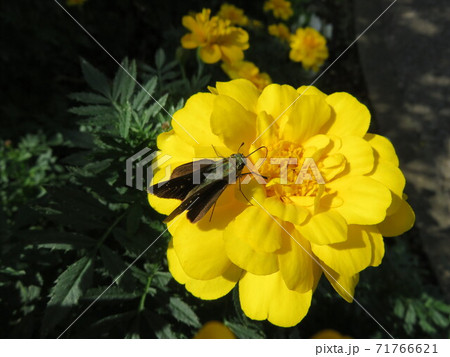 黄色いマリーゴールドの花の蜜を吸う蝶 71766621
