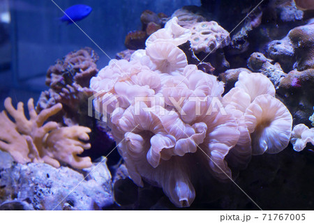 Various species of coral that are at risk of extinction are bred in aquariums. This coral will be defended until maturity before being placed in its original habitat in the ocean. 71767005