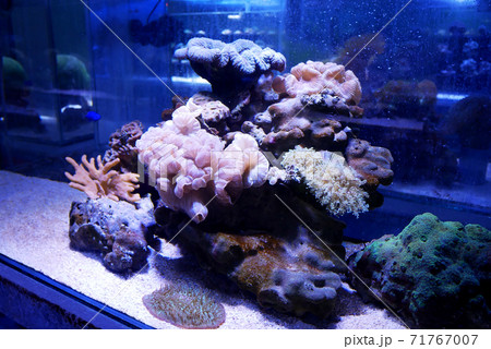 Various species of coral that are at risk of extinction are bred in aquariums. This coral will be defended until maturity before being placed in its original habitat in the ocean. 71767007