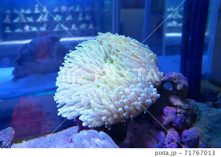 Various species of coral that are at risk of extinction are bred in aquariums. This coral will be defended until maturity before being placed in its original habitat in the ocean. Various species of coral that are at risk of extinction are bred in aquariums. This coral will be defended until maturity before being placed in its original habitat in the ocean. 71767013