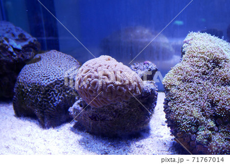 Various species of coral that are at risk of extinction are bred in aquariums. This coral will be defended until maturity before being placed in its original habitat in the ocean. Various species of coral that are at risk of extinction are bred in aquariums. This coral will be defended until maturity before being placed in its original habitat in the ocean. 71767014