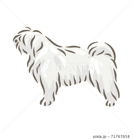 Cute dog Puli breed pedigree vector illustration  71767658