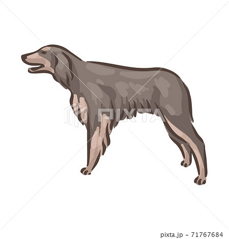 Cute dog Gordon Setter breed pedigree vector illustration  71767684