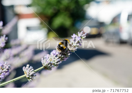 ラベンダーに留まり蜜を集めるマルハナバチ ラベンダーに留まり蜜を集めるマルハナバチ 71767752