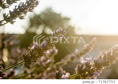 夕日を浴びる紫色のラベンダーの花 夕日を浴びる紫色のラベンダーの花 71767753