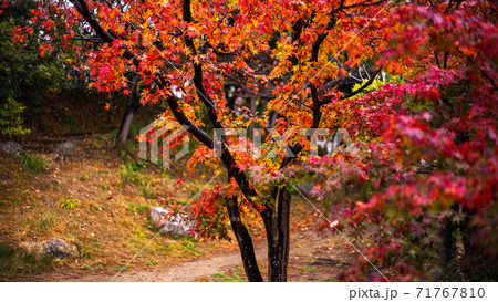 浜松城庭園池の紅葉の写真素材 浜松城庭園池の紅葉の写真素材