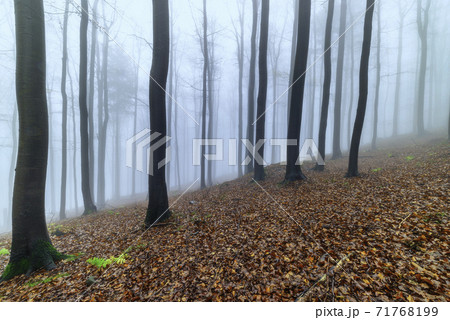 Autumn beech forest 71768199