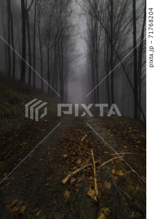 Autumn forest path 71768204