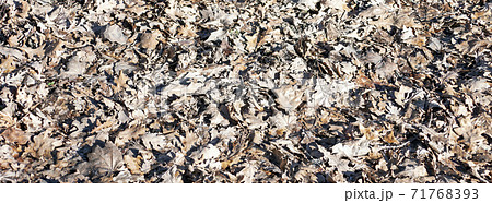 Dry leaves of oak and maple lie on the ground. 71768393