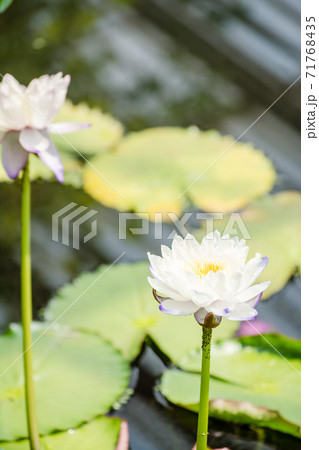 明るい日を浴びるハスの花 ロンドン郊外のキューガーデンにて 明るい日を浴びるハスの花 ロンドン郊外のキューガーデンにて 71768435