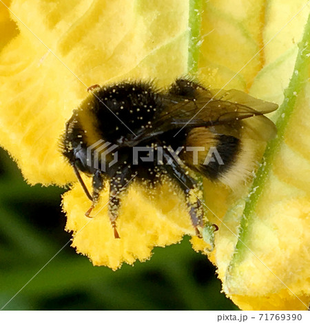 Winged bee slowly flies to the plant, collect nectar for honey on private apiary Winged bee slowly flies to the plant, collect nectar for honey on private apiary 71769390