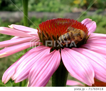 Winged bee slowly flies to the plant, collect nectar for honey on private apiary 71769418