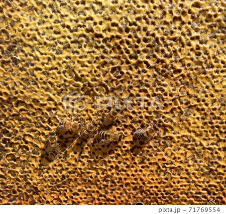 Abstract hexagon structure is honeycomb from bee hive filled with golden honey 71769554