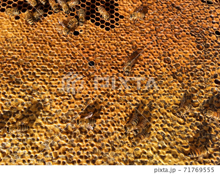 Abstract hexagon structure is honeycomb from bee hive filled with golden honey Abstract hexagon structure is honeycomb from bee hive filled with golden honey 71769555