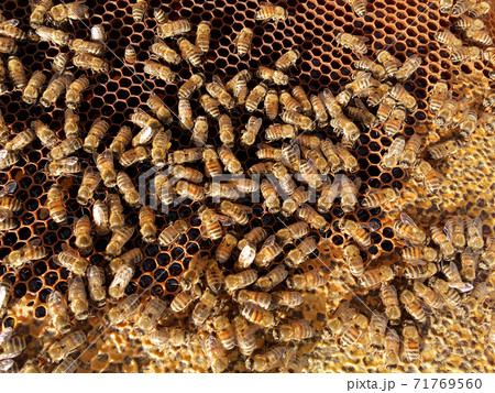 Abstract hexagon structure is honeycomb from bee hive filled with golden honey Abstract hexagon structure is honeycomb from bee hive filled with golden honey 71769560