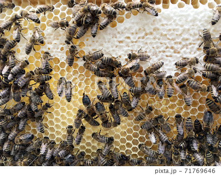 Abstract hexagon structure is honeycomb from bee hive filled with golden honey Abstract hexagon structure is honeycomb from bee hive filled with golden honey 71769646