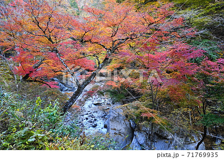 11月　秩父114持桶女郎もみじ･中津峡の紅葉･奥秩父 71769935