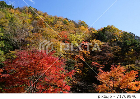 11月　秩父104中津峡の紅葉･奥秩父 71769946