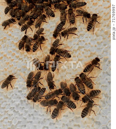 Abstract hexagon structure is honeycomb from bee hive filled with golden honey 71769997