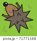 Vector illustration, hedgehog on a green background, top view 71771168