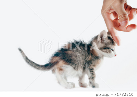 man's hand stroking the head of a small kitten man's hand stroking the head of a small kitten 71772510