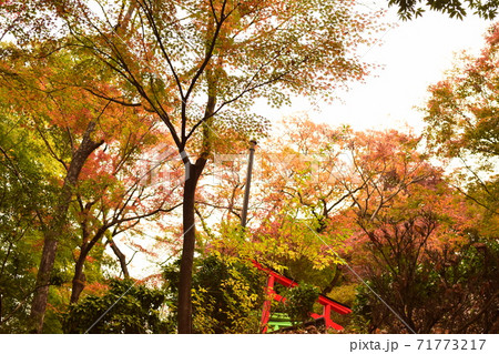 栃木 境内の色づく紅葉の景色 栃木 境内の色づく紅葉の景色 71773217