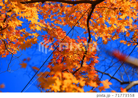 京都市左京区の瑠璃光院と紅葉の風景、京都、秋、季節【11月】 京都市左京区の瑠璃光院と紅葉の風景、京都、秋、季節【11月】 71773558