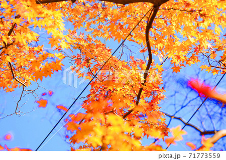 京都市左京区の瑠璃光院と紅葉の風景、京都、秋、季節【11月】 京都市左京区の瑠璃光院と紅葉の風景、京都、秋、季節【11月】 71773559