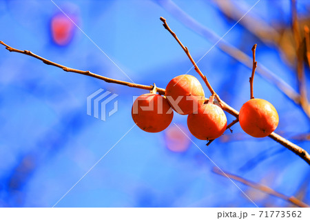 京都市左京区の瑠璃光院と紅葉の風景、京都、秋、季節【11月】 71773562