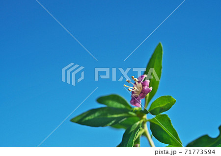 紫のクコの花 71773594