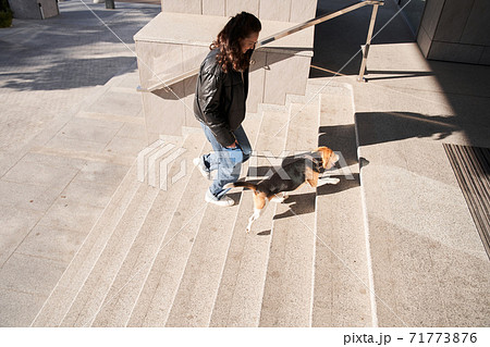 Dog running up stairs 71773876