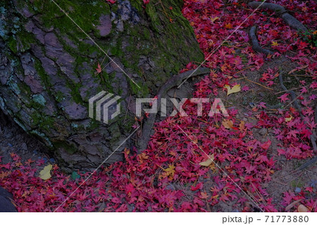 晩秋に降り積もった紅葉 71773880