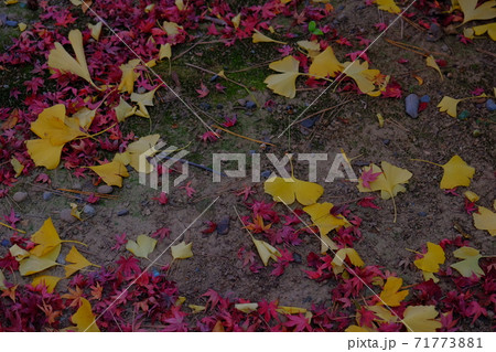 晩秋に降り積もった紅葉 晩秋に降り積もった紅葉 71773881