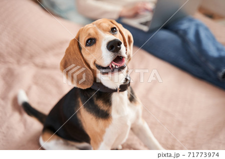 Active dog looking up while feeling pleasant emotions Active dog looking up while feeling pleasant emotions 71773974