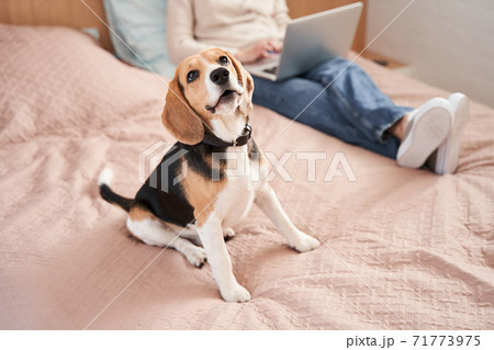 Funny beagle dog sitting at the pink blanket 71773975