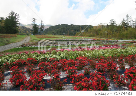 御嶽山～御岳ロープウェイ山麓駅舎前の花畑～ 71774432