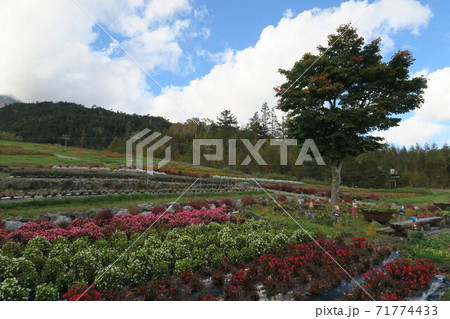 御嶽山～御岳ロープウェイ山麓駅舎前の花畑～ 71774433