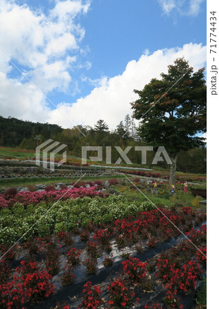 御嶽山～御岳ロープウェイ山麓駅舎前の花畑～ 71774434