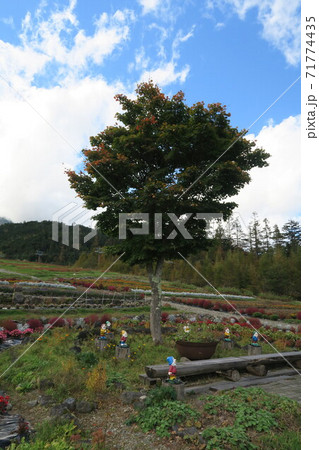 御嶽山～御岳ロープウェイ山麓駅舎前の花畑～ 71774435
