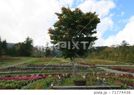 御嶽山～御岳ロープウェイ山麓駅舎前の花畑～ 71774436